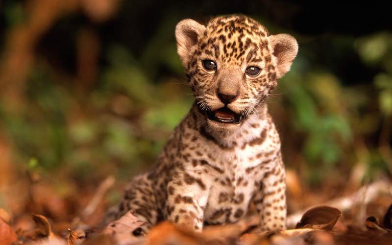 Baby Jaguar Kitten